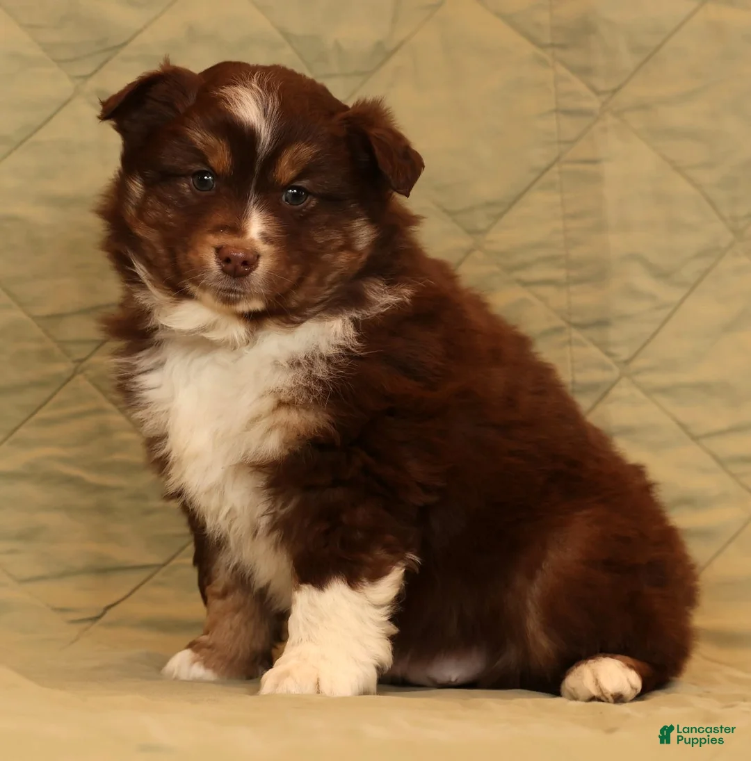 Miniature Australian Shepherd dogs for sale: Cooper - Ad 6