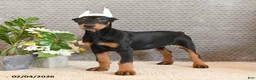 Doberman Pinscher dogs for sale: Zara - Ad 3