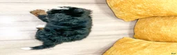 Mini Bernedoodle dogs for sale: Jordan - Ad 6