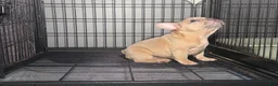 French Bulldog dogs for sale: Fawn Girl  - Ad 4