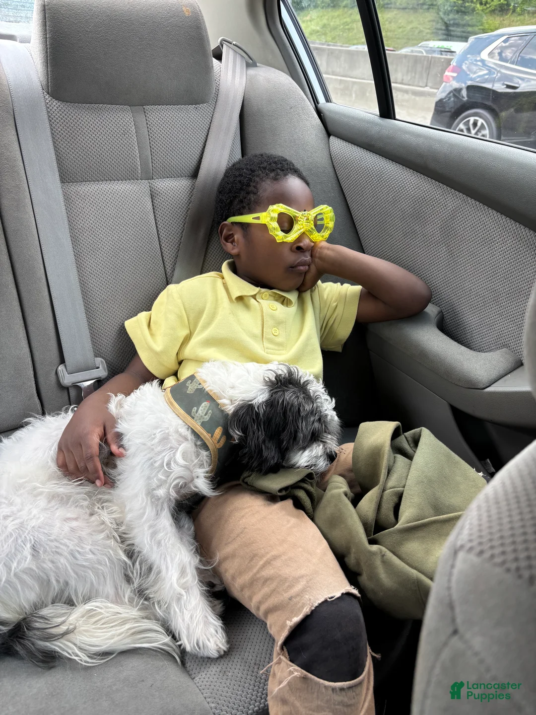 Mixed Breed dogs for sale: Fyve  - Ad 2