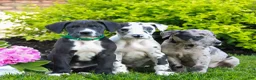 Great Dane dogs for sale: Rex  - Ad 4
