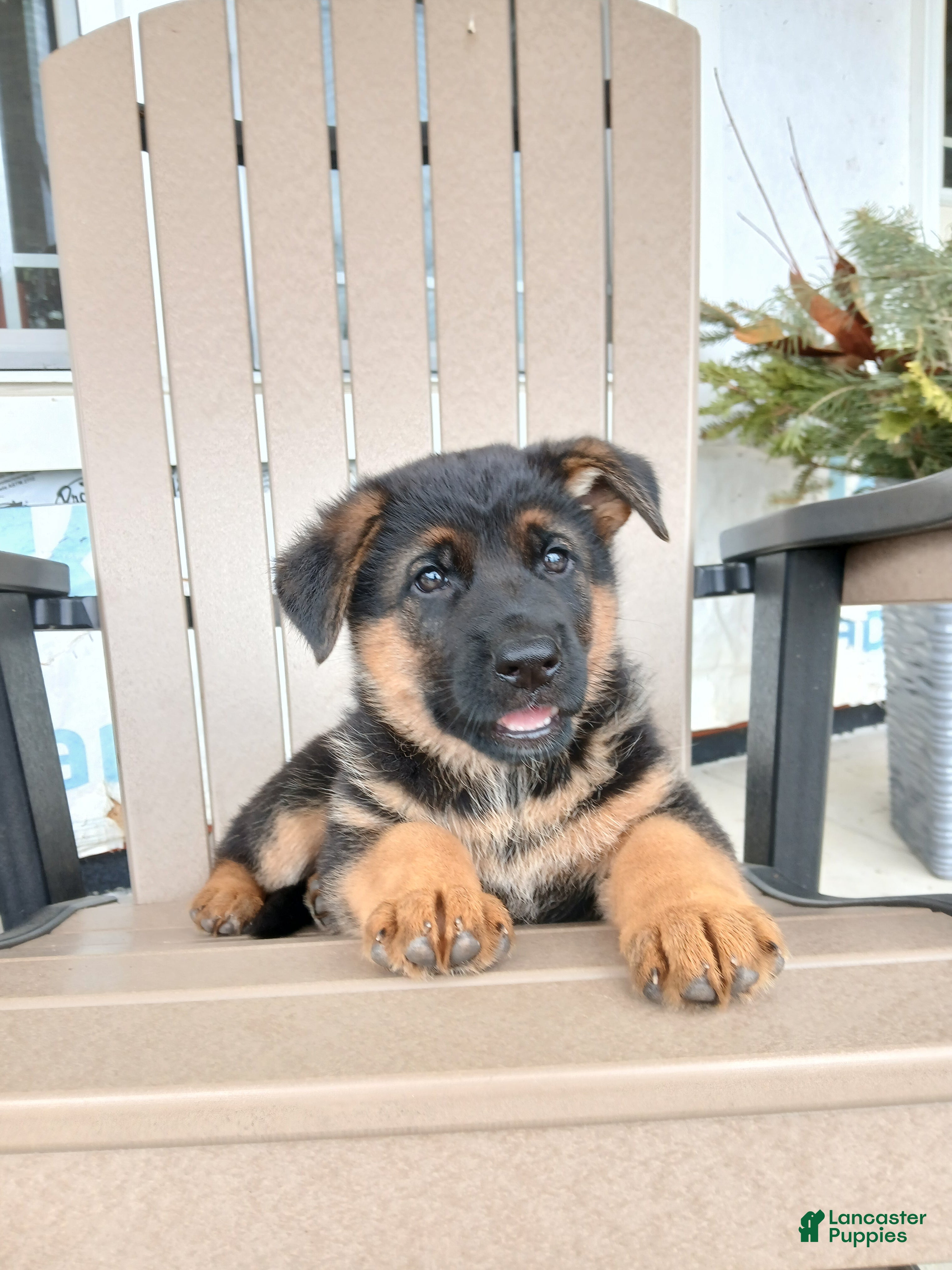 German Shepherd dogs Sasha - Ad 2