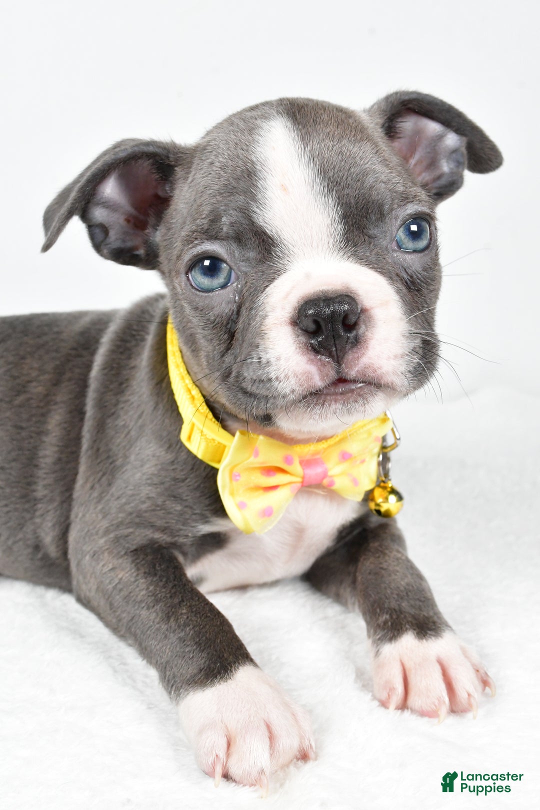 Boston Terrier dogs for sale: Wells - Ad 4