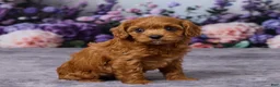 Cavapoo dogs for sale: Charlie - Ad 3