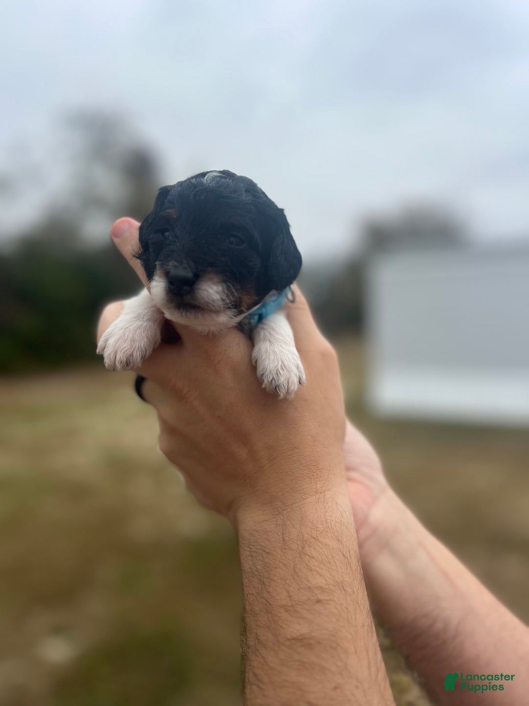 Mini Sheepadoodle dogs for sale: Light blue-Coal - Ad 3