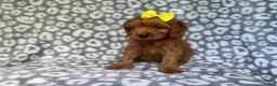Cavapoo dogs for sale: Molly - Ad 4