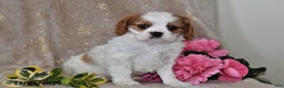 Cavalier King Charles Spaniel dogs for sale: Charlie - Ad 6