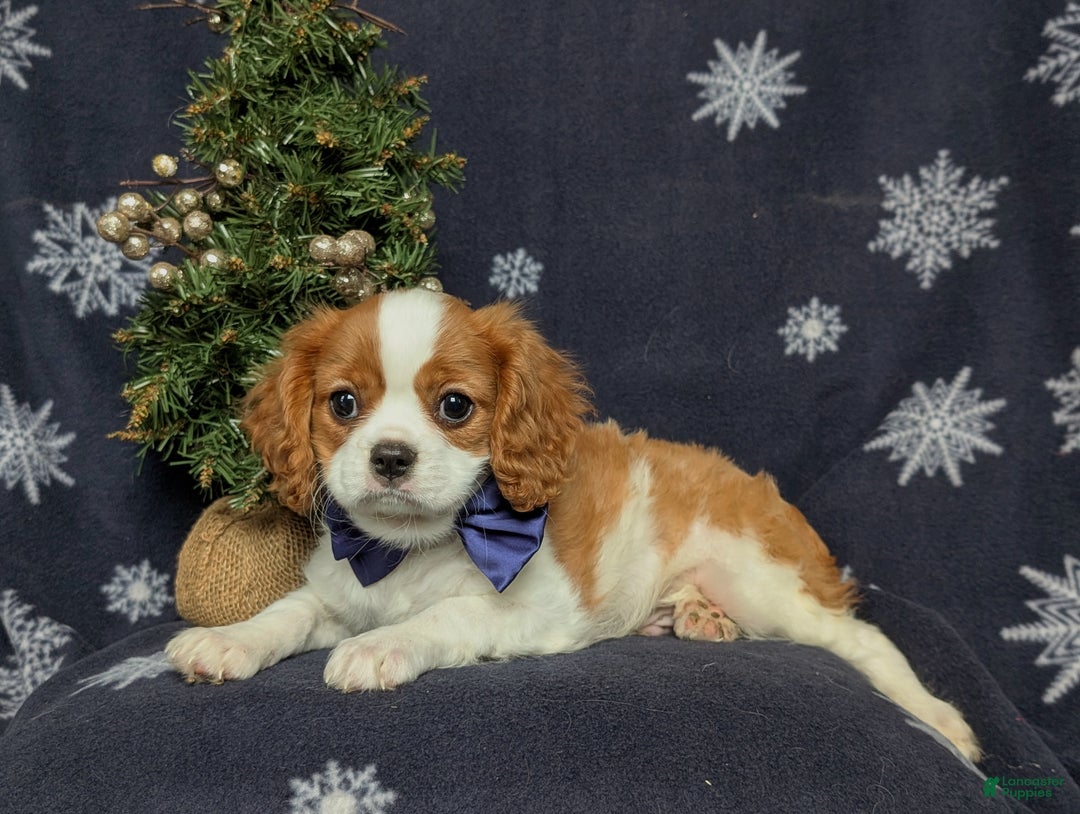 Cavalier King Charles Spaniel dogs for sale: Waylon - Ad 4