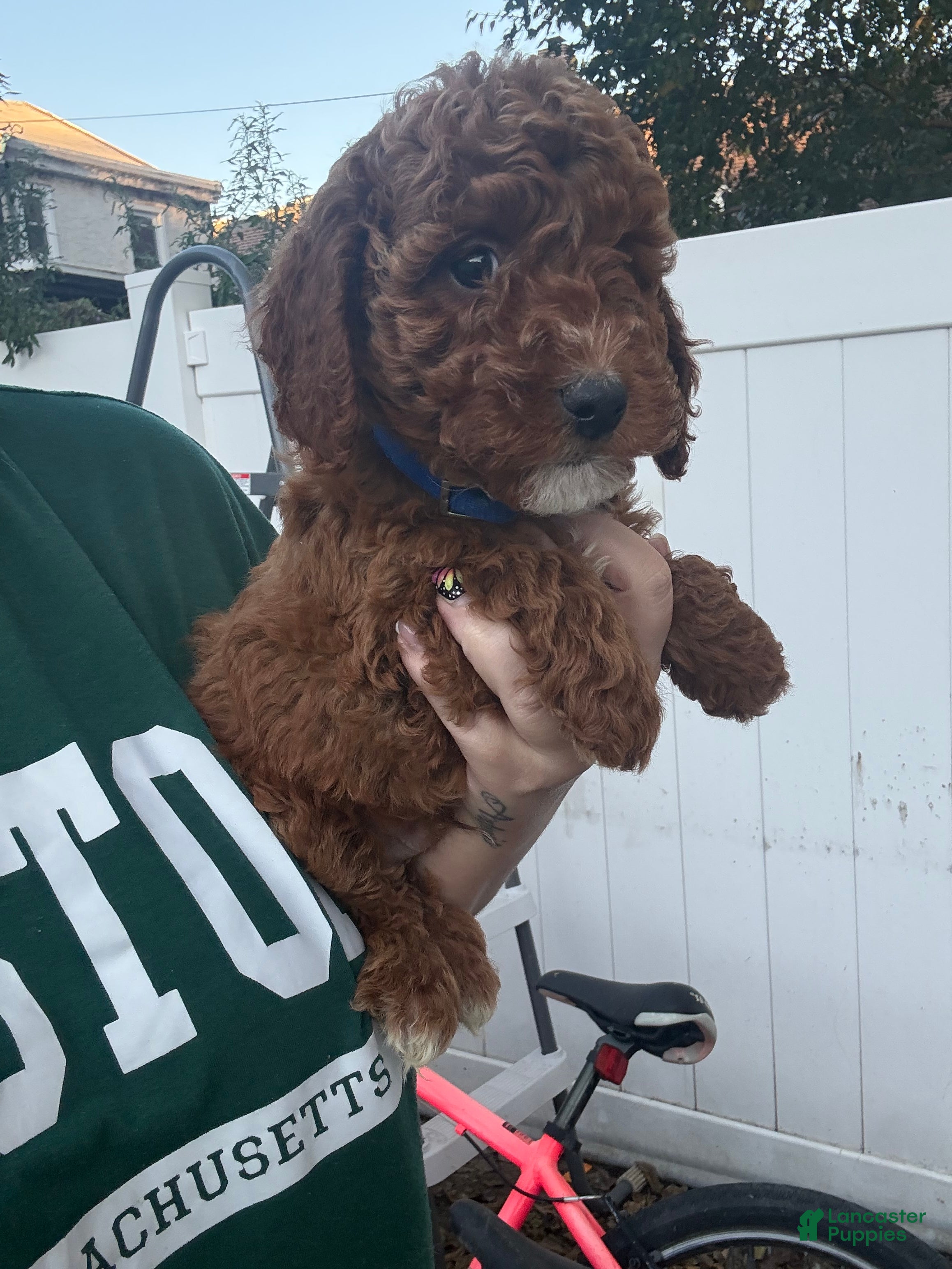 Toy Poodle dogs for sale: Roy - Ad 2