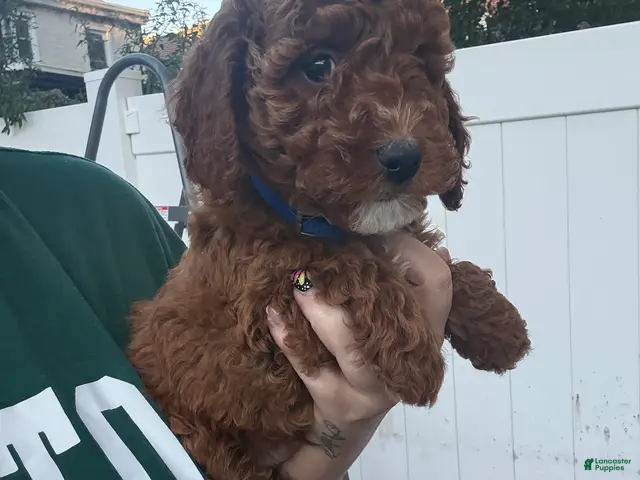 Toy Poodle dogs for sale: Roy - Ad 2