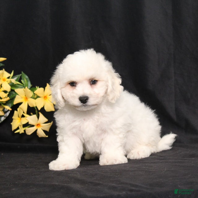 Bichon Frise dogs Lucky - Ad 1