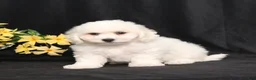 Bichon Frise dogs for sale: Lucky - Ad 1