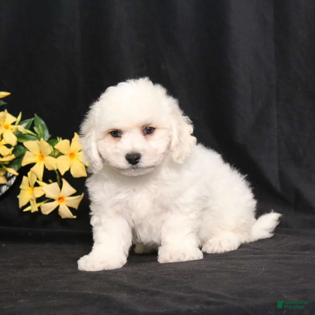 Bichon Frise dogs for sale: Lucky - Ad 1