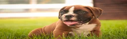 Boxer dogs for sale: Luna - Ad 4