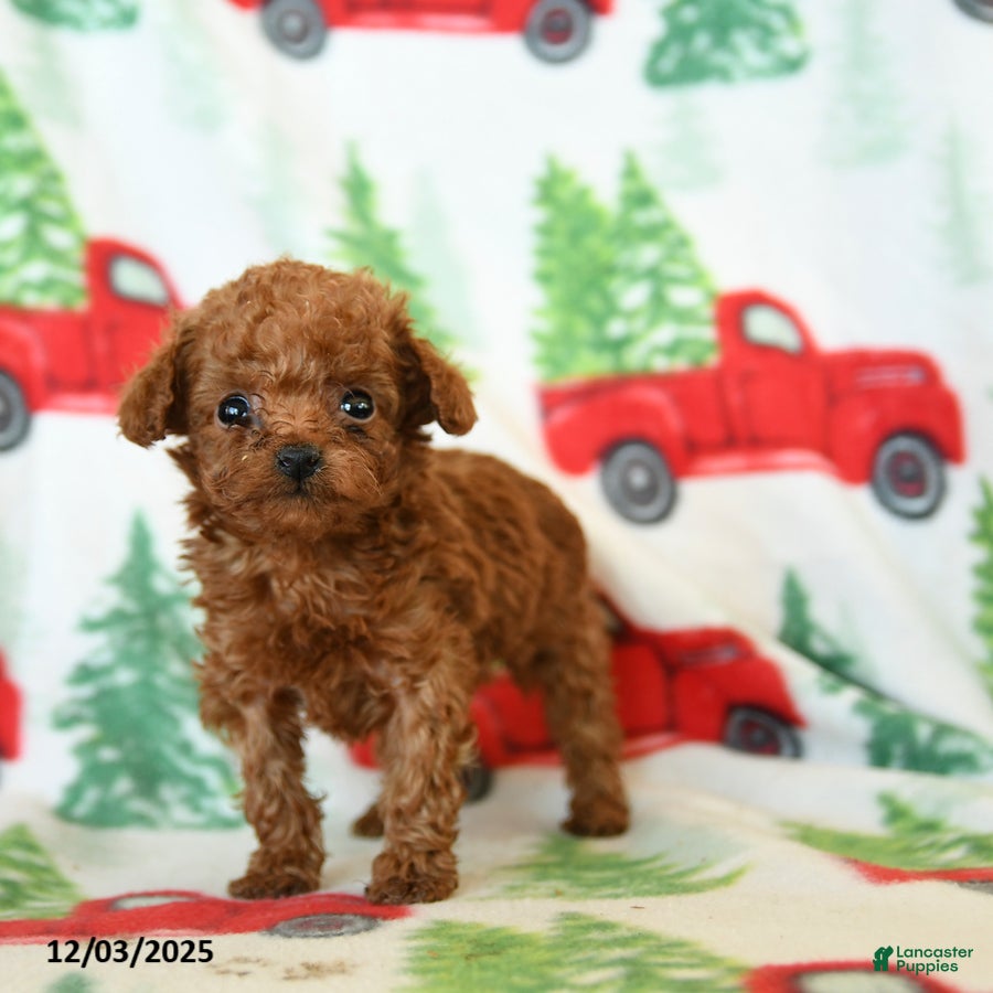 Toy Poodle dogs Velvet - Ad 40