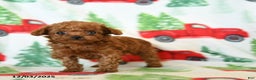 Toy Poodle dogs for sale: Velvet - Ad 1