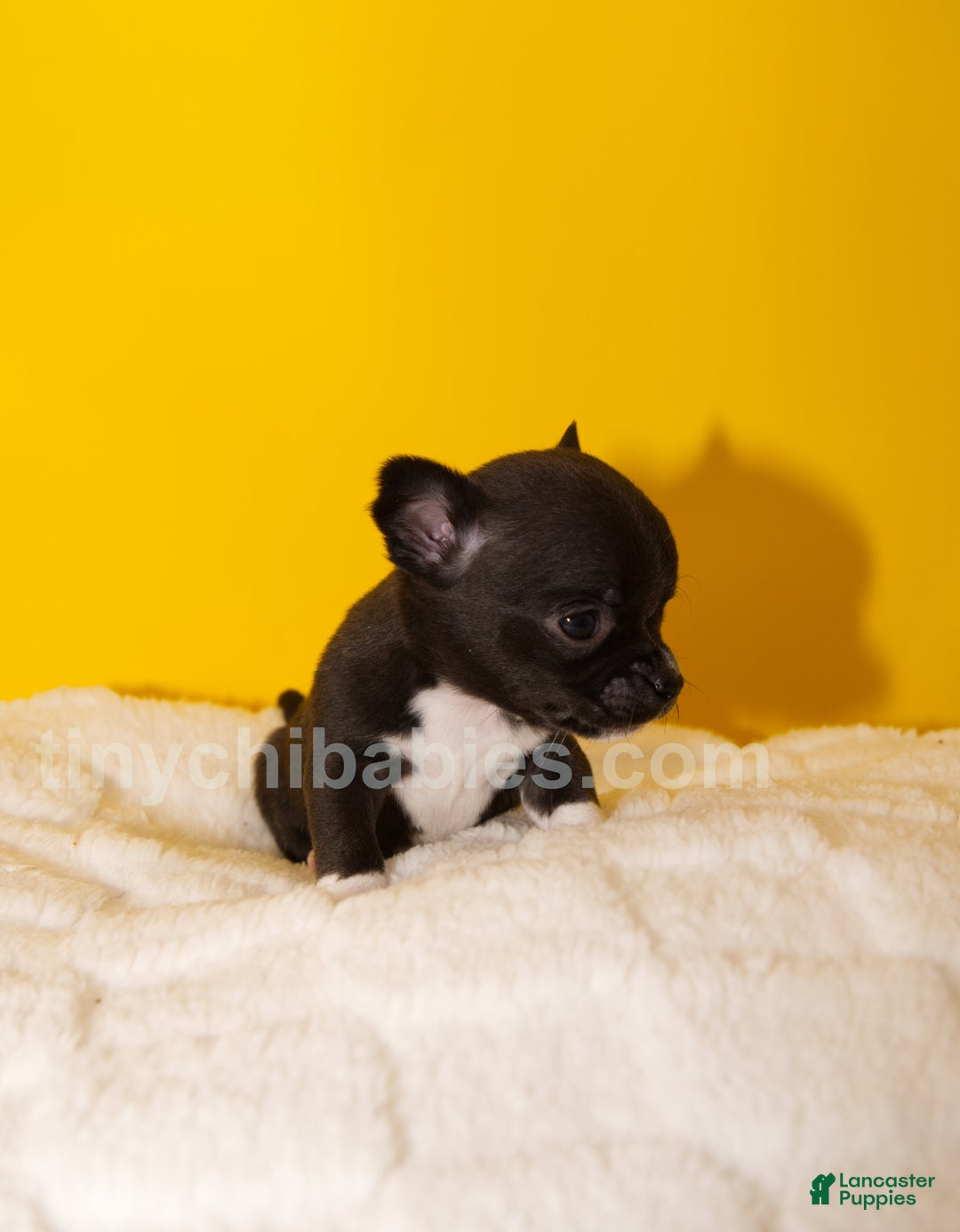 Chihuahua dogs for sale: Lola - Ad 2