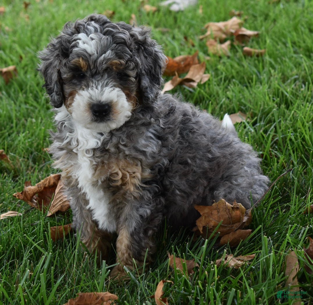 Mini Bernedoodle dogs Jester F1b - Ad 2