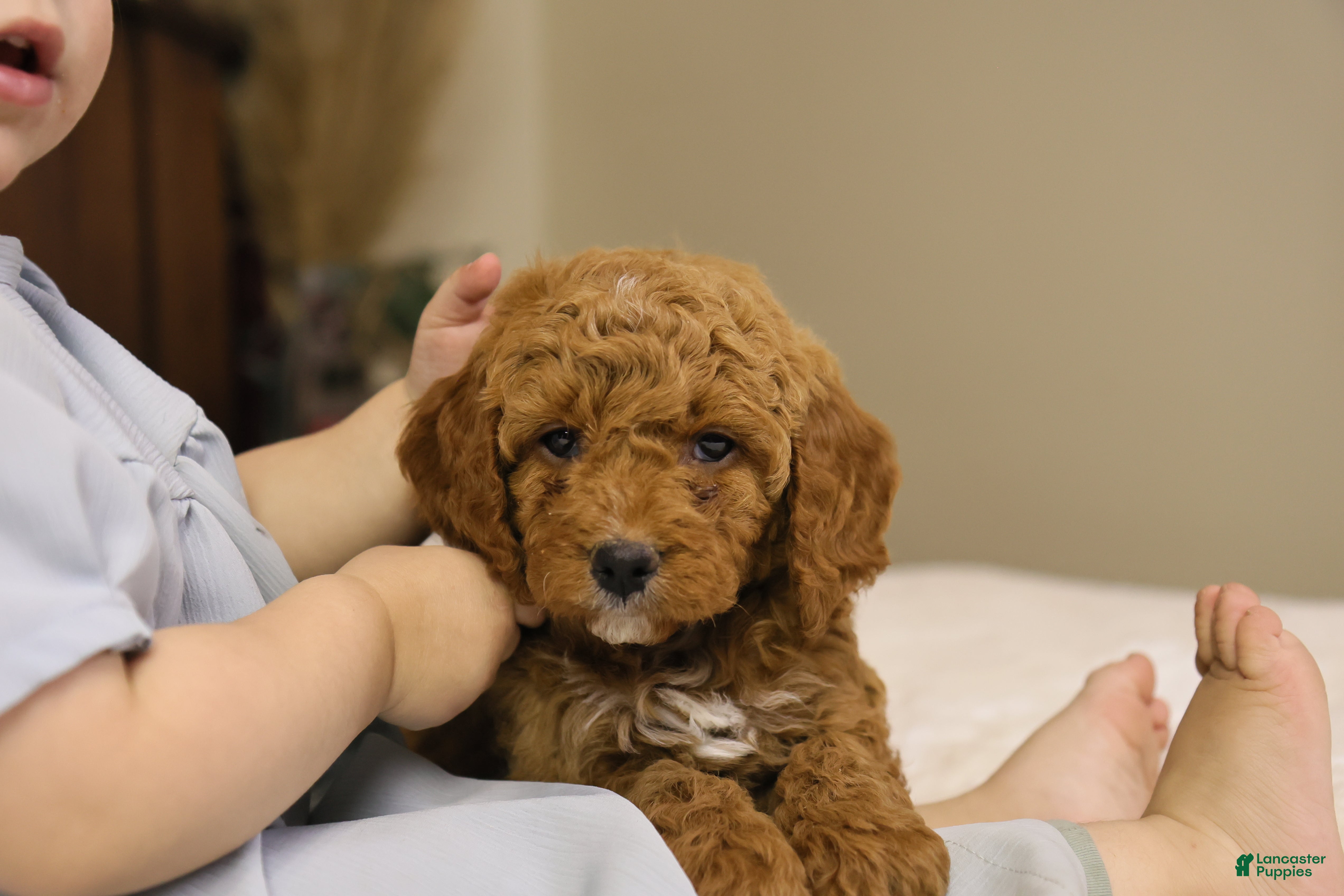 Goldendoodle dogs Sam - Ad 32