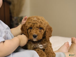 Goldendoodle dogs Sam - Ad 32