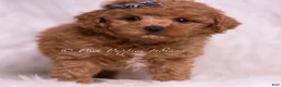 Maltipoo dogs for sale: Jace - Ad 2