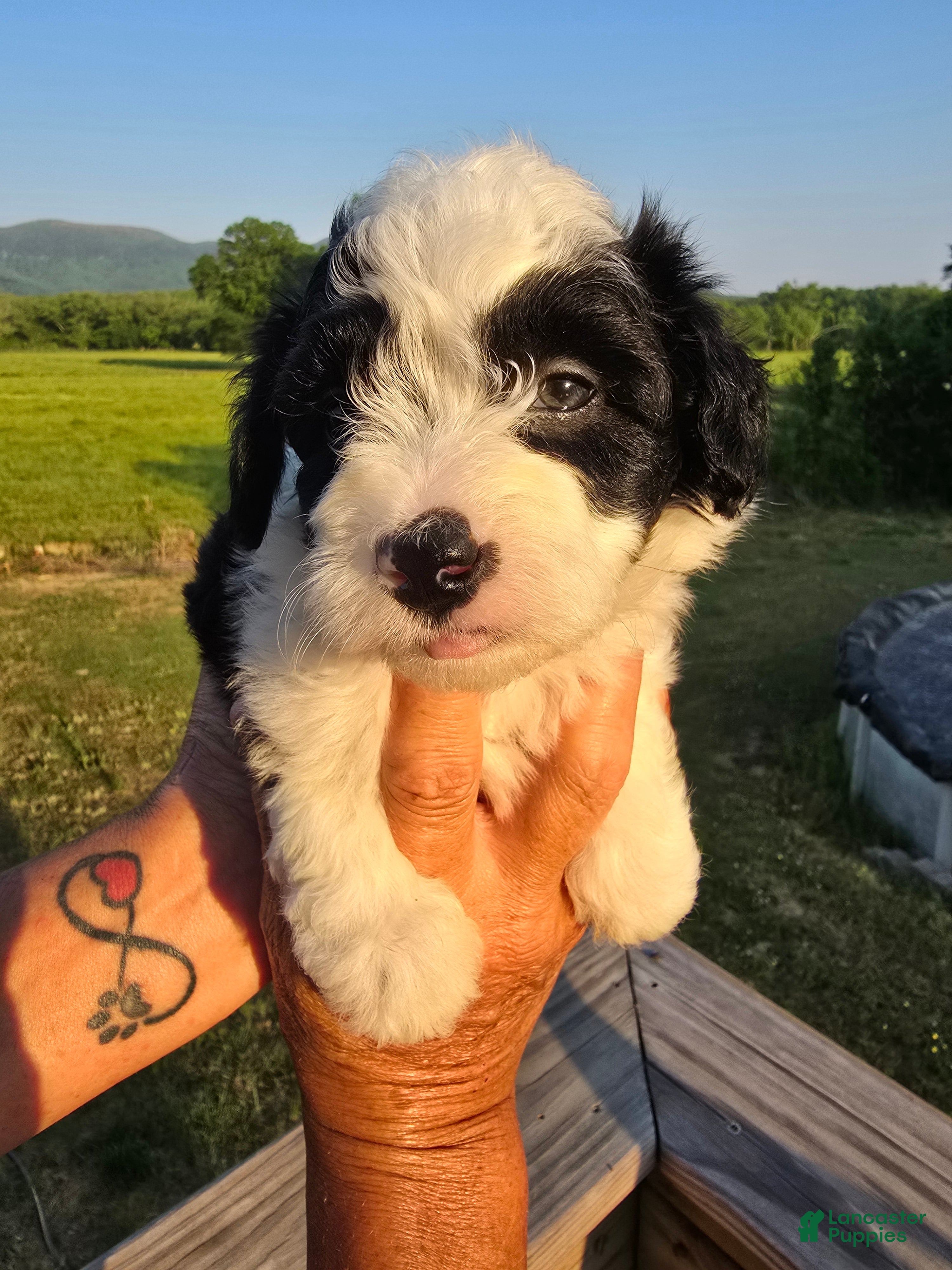 Mini Aussiedoodle dogs Anne - Ad 2