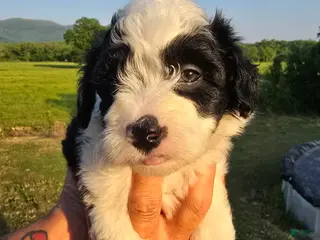 Mini Aussiedoodle dogs Anne - Ad 2
