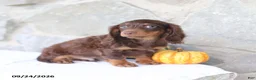 Miniature Dachshund dogs for sale: Trent - Ad 3