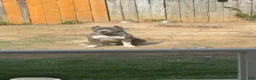 American Bully dogs for sale: American Bully 4 - Ad 4