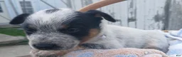 Australian Cattle Dog dogs for sale: Australian Cattle Dog Puppy 3 Lighting - Ad 1