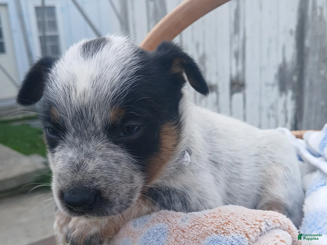 Australian Cattle Dog dogs for sale: Australian Cattle Dog Puppy 3 Lighting - Ad 1