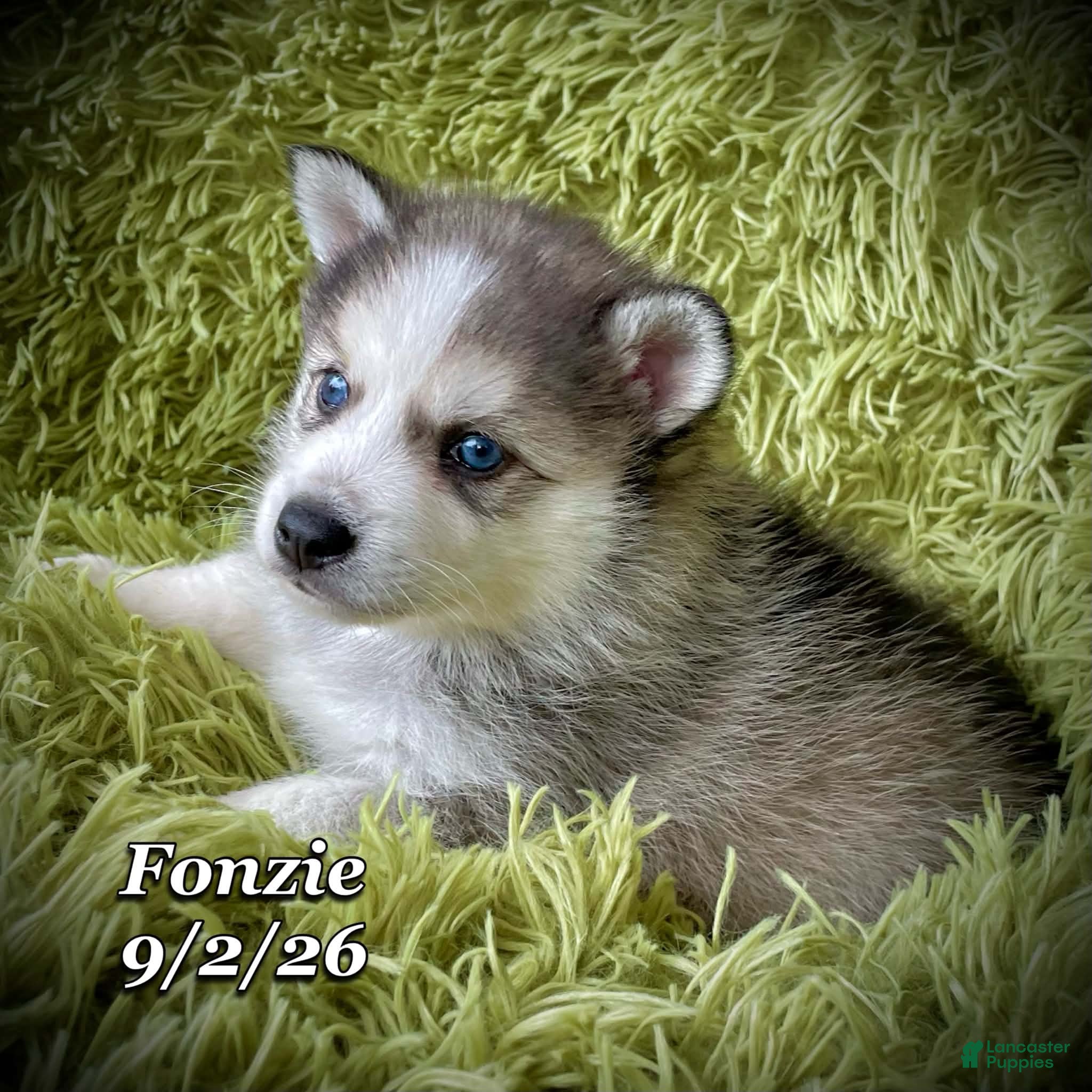 Mixed Breed dogs Mixed Breed 1 - Ad 1