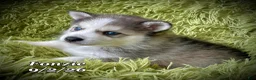 Mixed Breed dogs for sale: Mixed Breed 1 - Ad 1