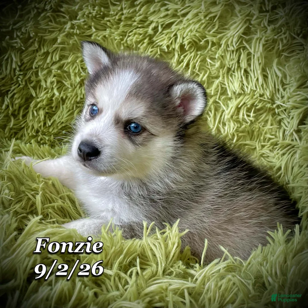 Mixed Breed dogs for sale: Mixed Breed 1 - Ad 1