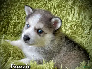 Mixed Breed dogs Mixed Breed 1 - Ad 1