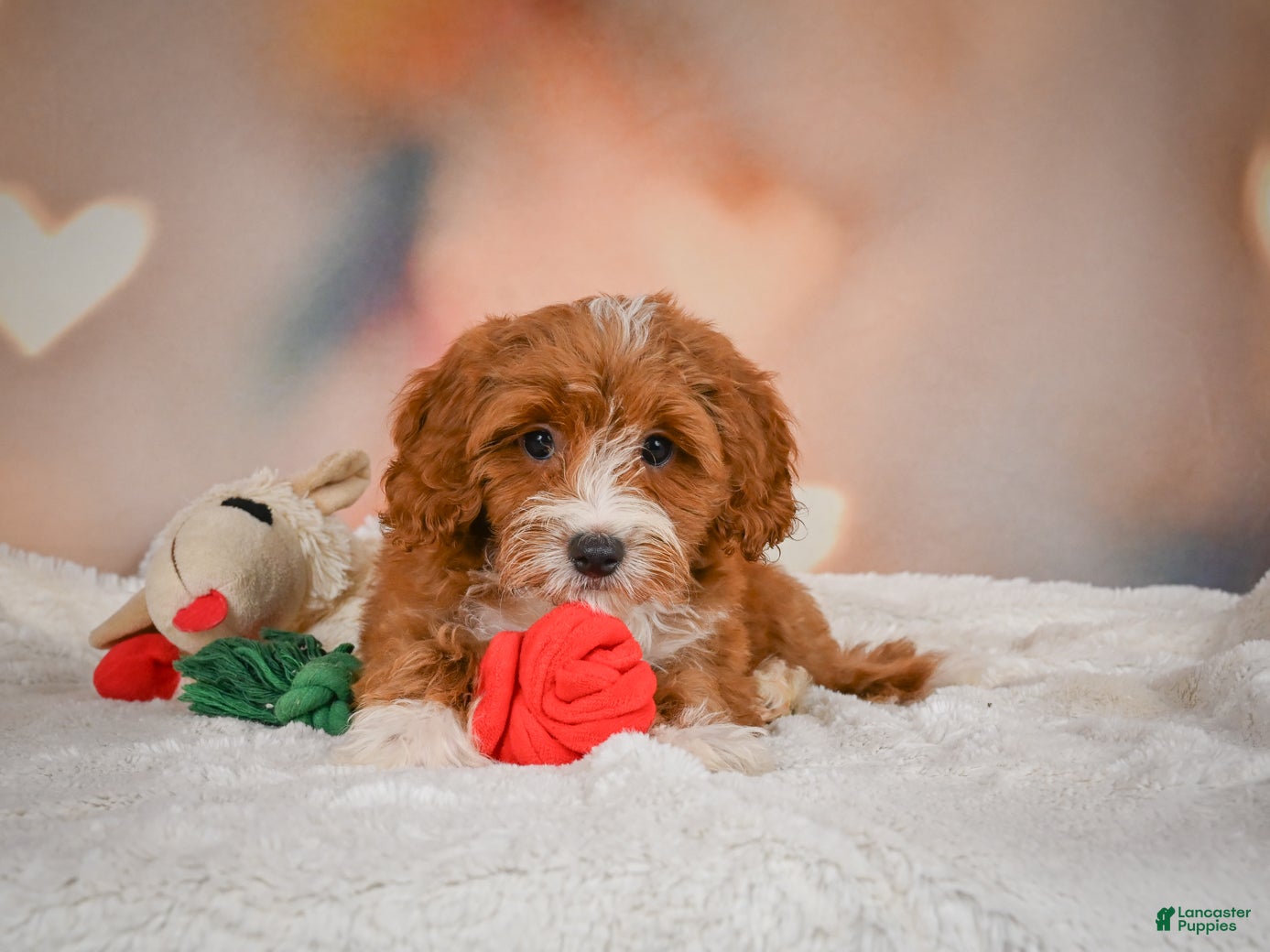 Cavapoo dogs Carter - Ad 2