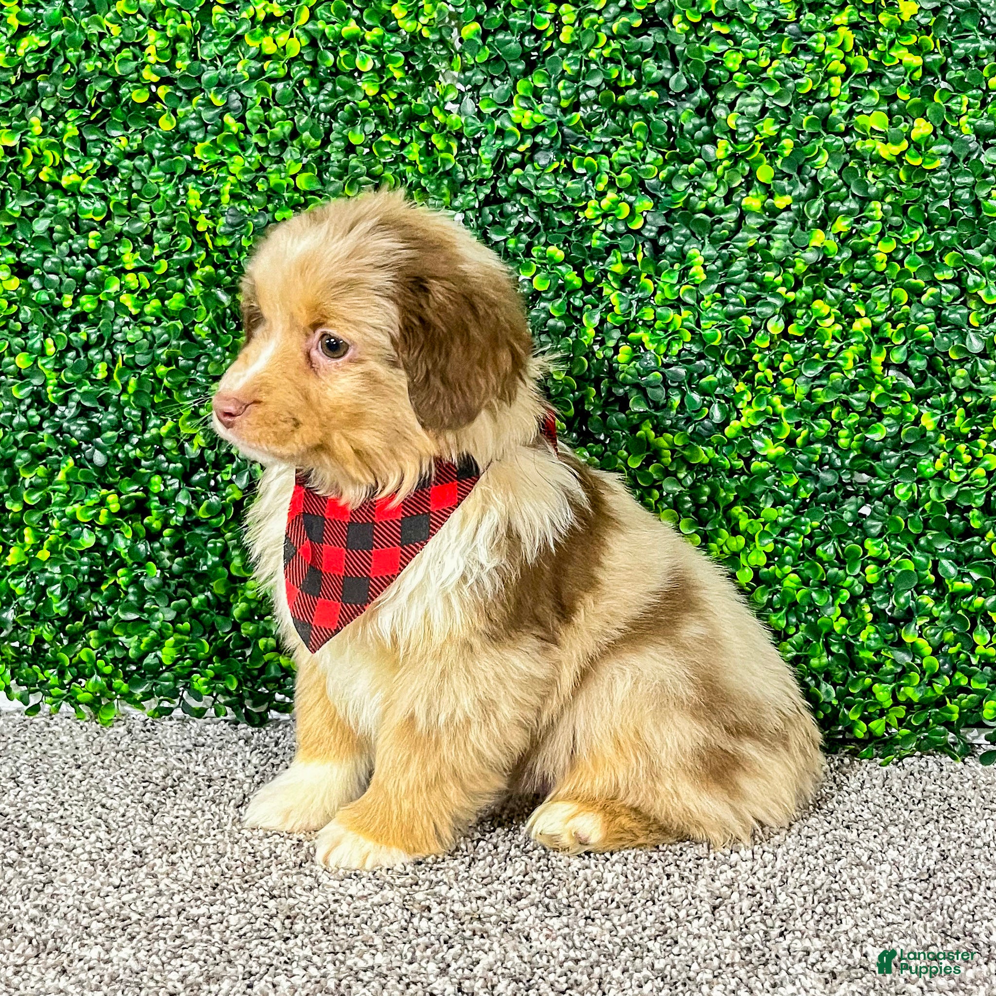 Miniature Australian Shepherd dogs Zack - Ad 2