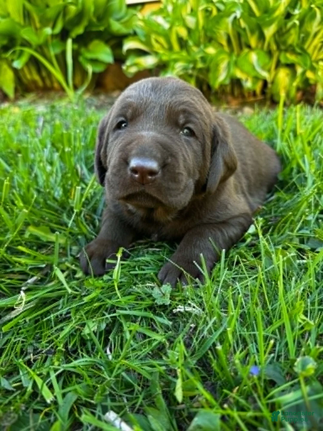 Labrador Retriever dogs for sale: Marcel - Ad 2