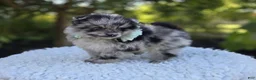 Pomeranian dogs for sale: Nora - Ad 5