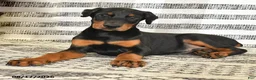 Doberman Pinscher dogs for sale: Duke - Ad 5