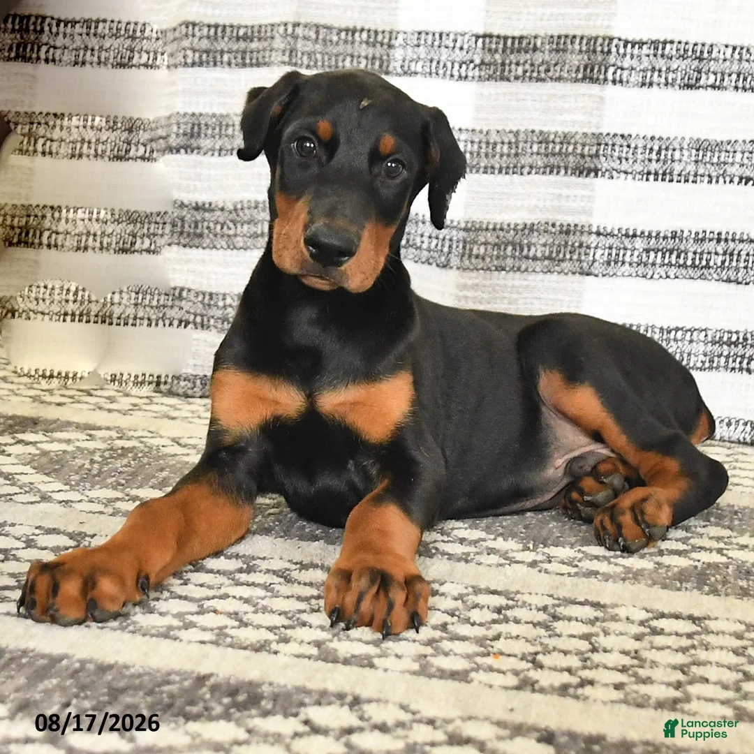 Doberman Pinscher dogs for sale: Duke - Ad 5