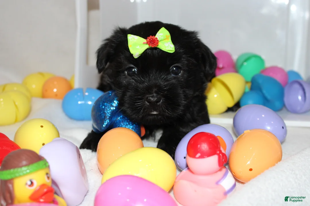 Shorkie dogs for sale: Faith  - Ad 1