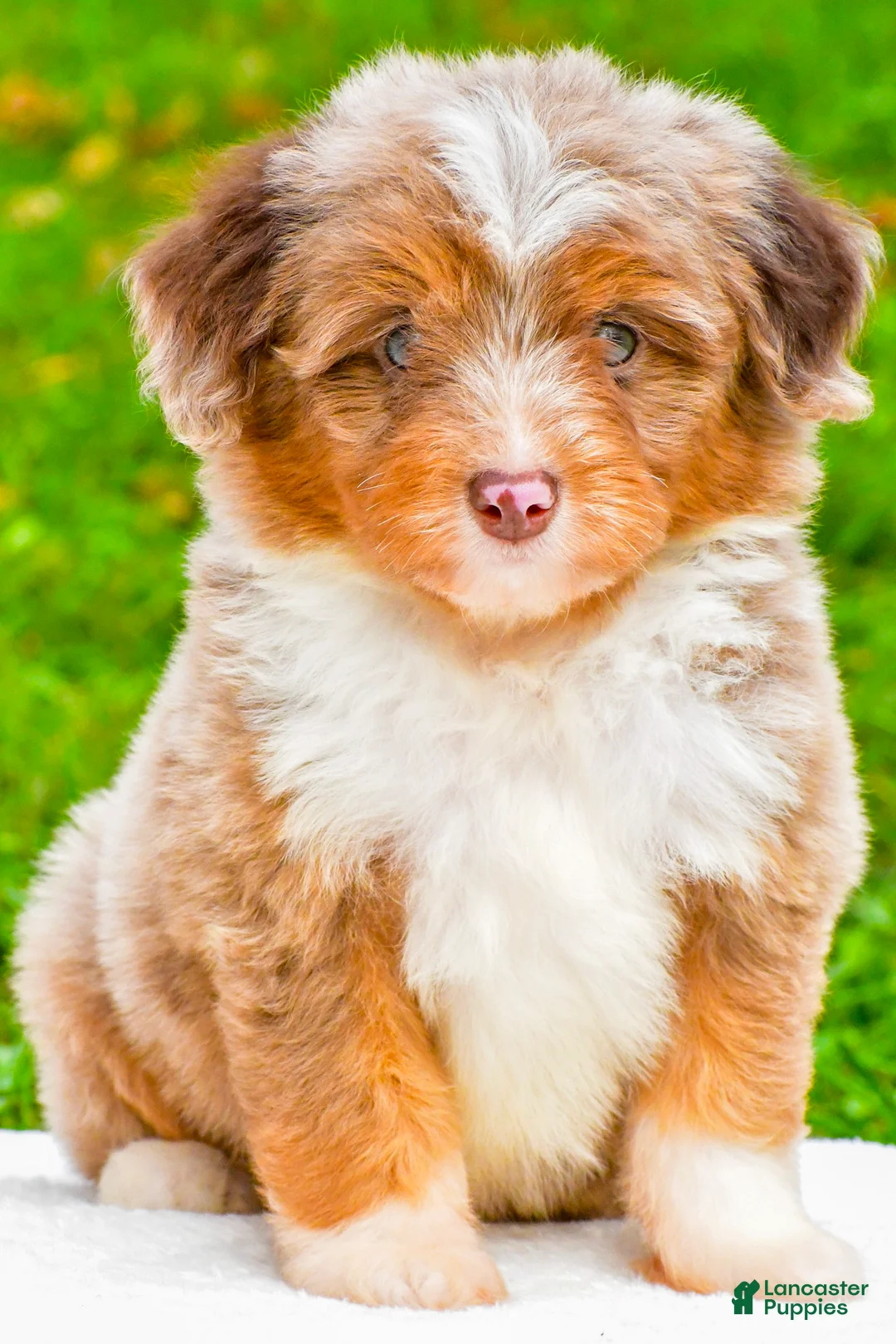 Mini Aussiedoodle dogs for sale: Layne - Ad 2