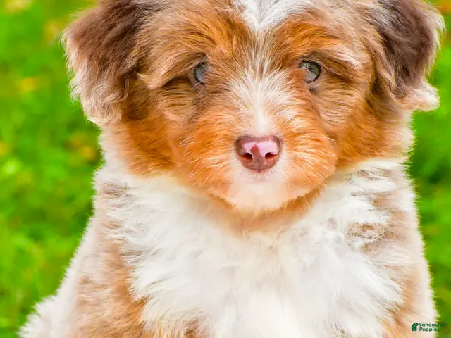 Mini Aussiedoodle dogs for sale: Layne - Ad 2