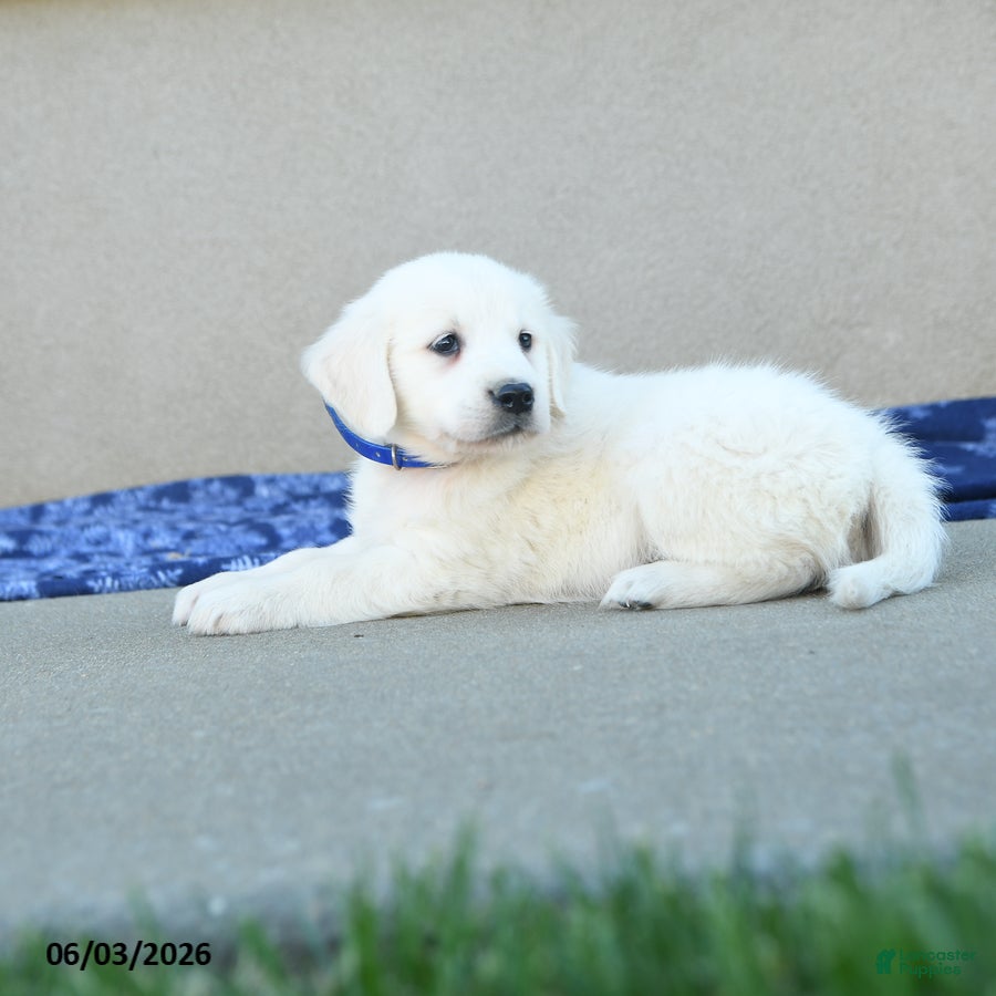 Golden Retriever dogs for sale: Formosa - Ad 3