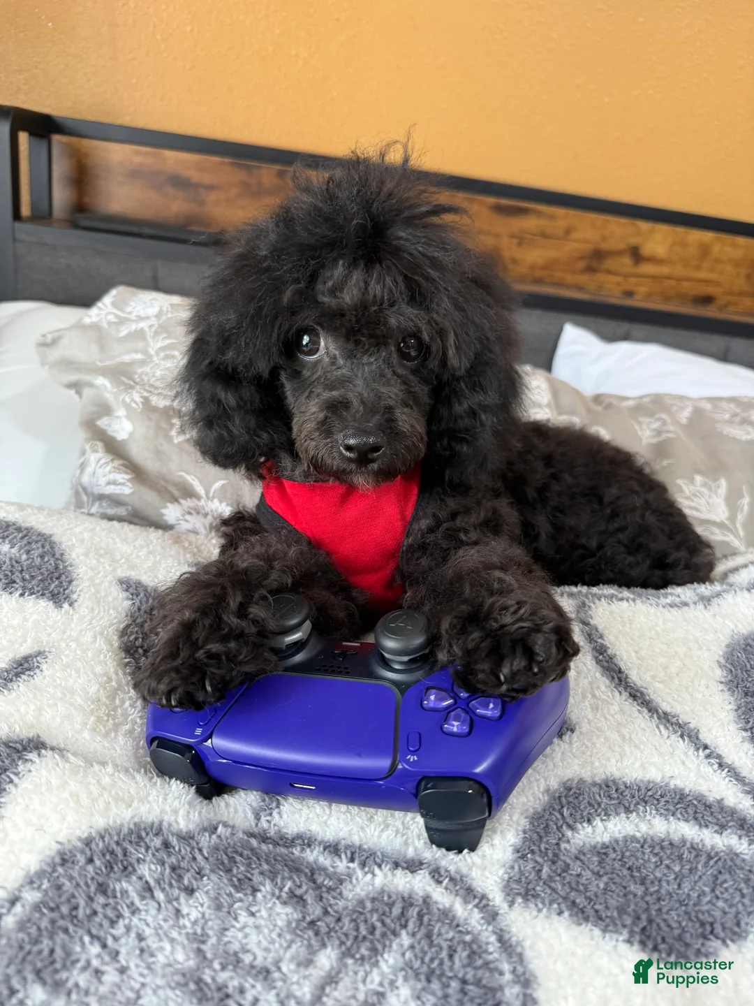 Toy Poodle dogs for sale: Duke (teacup) - Ad 1