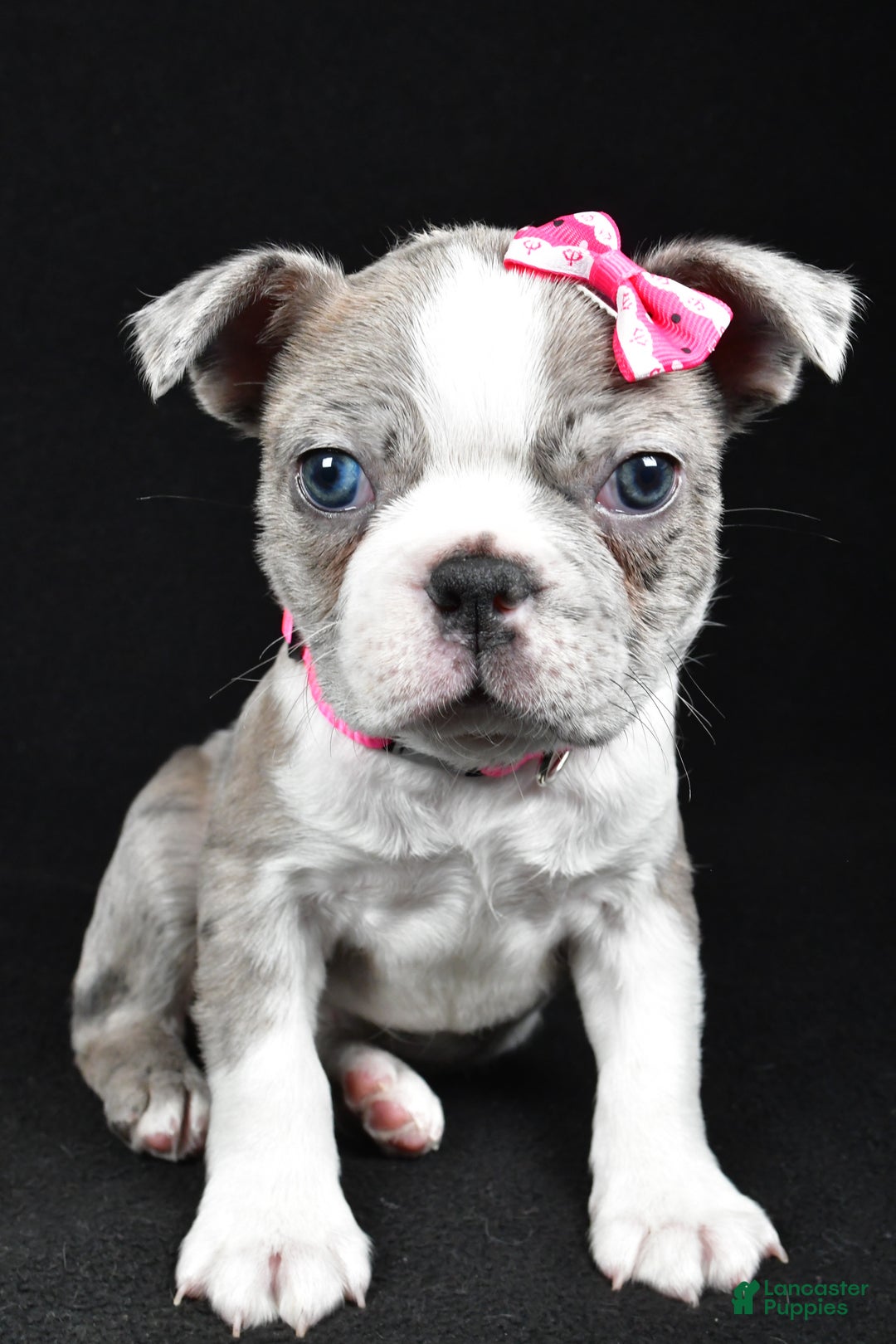 Boston Terrier dogs for sale: Holly - Ad 3