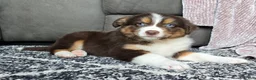 Australian Shepherd dogs for sale: Bobby - Ad 10