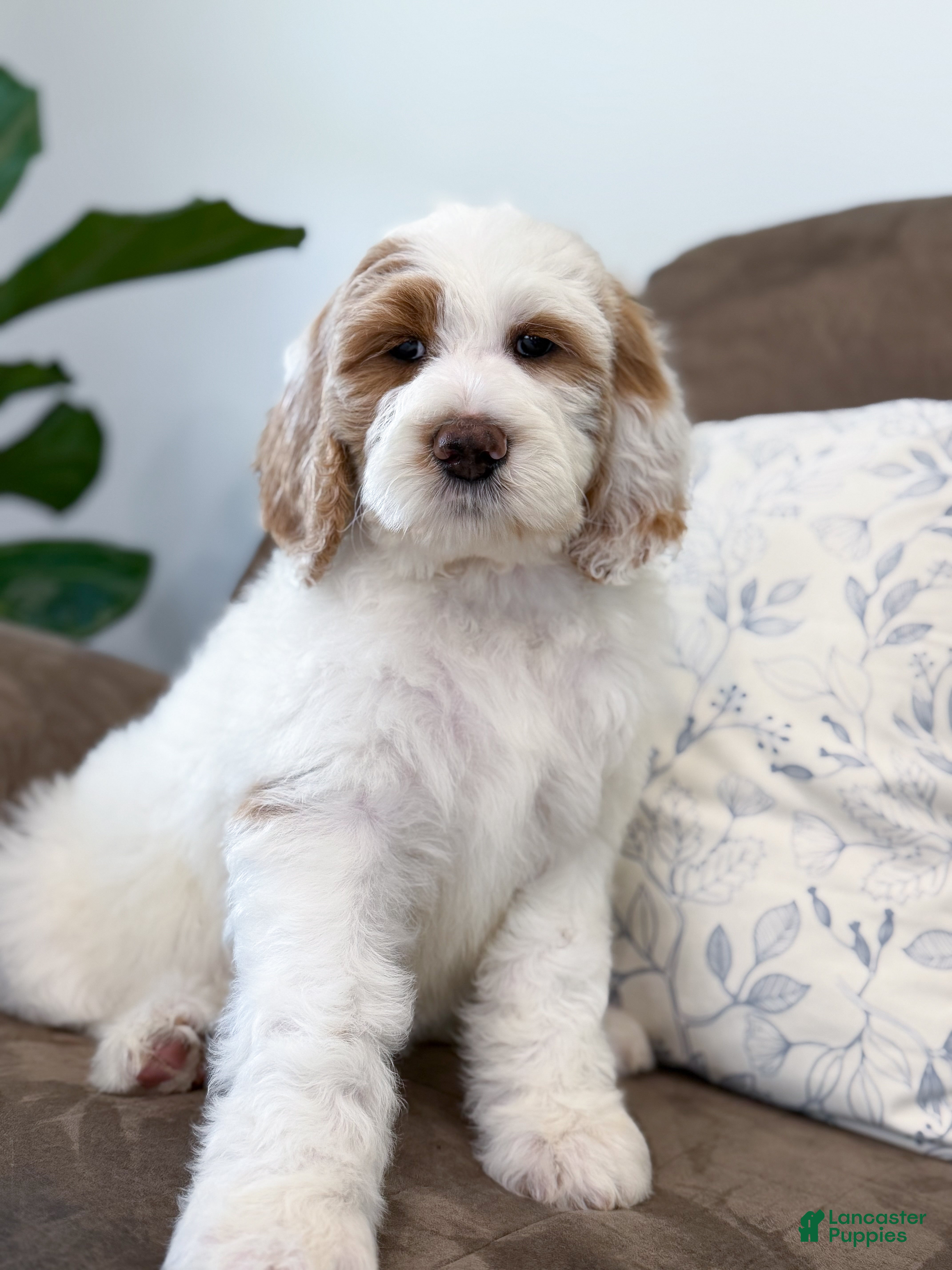 Goldendoodle dogs Amelia  - Ad 1